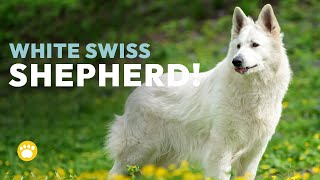 White Swiss Shepherd Dog Temperament (Berger Blanc Suisse)