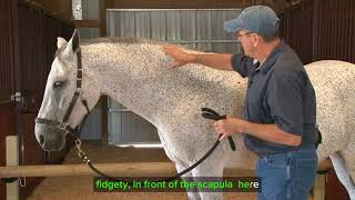 Relieving Shoulder Stiffness in Your Horse with the Scapula Points Technique