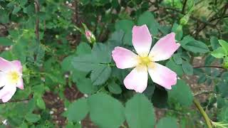 Species Roses At The Missouri Botanical Gardens
