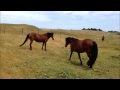 Kaimanawa mare and foal reunited years after muster