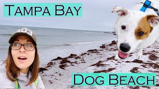 Tampa Bay Secluded Dog Beach  Honeymoon Island