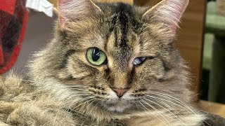 Where unwanted Ferals live by Furball Farm Cat Sanctuary 2,681 views 2 months ago 2 minutes, 18 seconds