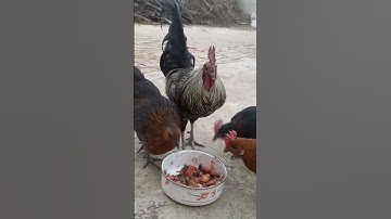 #القران_الكريم #تلاوه_خاشعه #قال رب انیی ظلمت نفسی #المصحف #الشيخ محمود الشحات #foryou