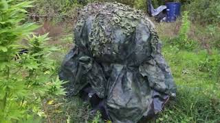 🇬🇧🦍 uk guerilla grow week 23 🇬🇧🦍 #reepwhatyousow #420 #fyp #guerillagrow 