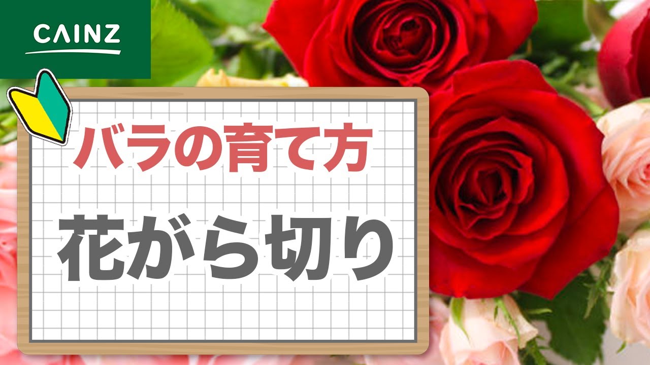 バラの育て方 花がら切り編 Youtube バラの育て方 花がら切り編 Youtube