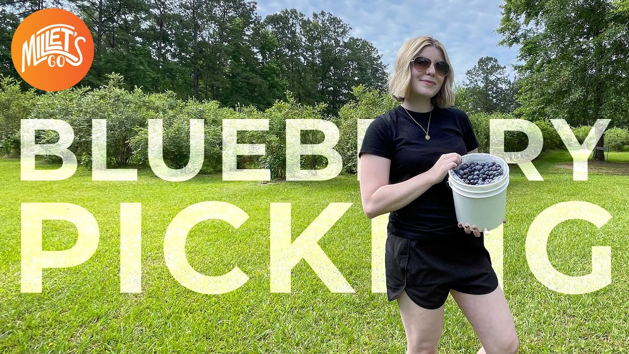 The Best Blueberry Picking of 2021 Bachman Blueberry Farm Millet's