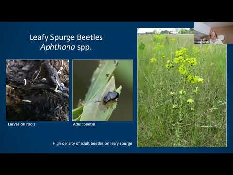 Video: Purple Loosestrife Bim: Informacion mbi Kujdesin dhe Kontrollin e Bimëve në Garden Loosestrife