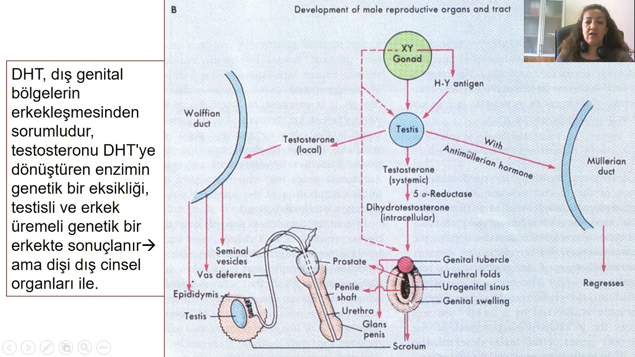 cinsiyet farklılaşması, kadın üreme fizyolojisi