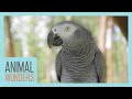 Meet and Greet: Romeo the African Grey Parrot!