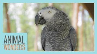 Meet and Greet: Romeo the African Grey Parrot!