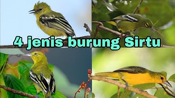 mengenal 4 jenis burung sirtu