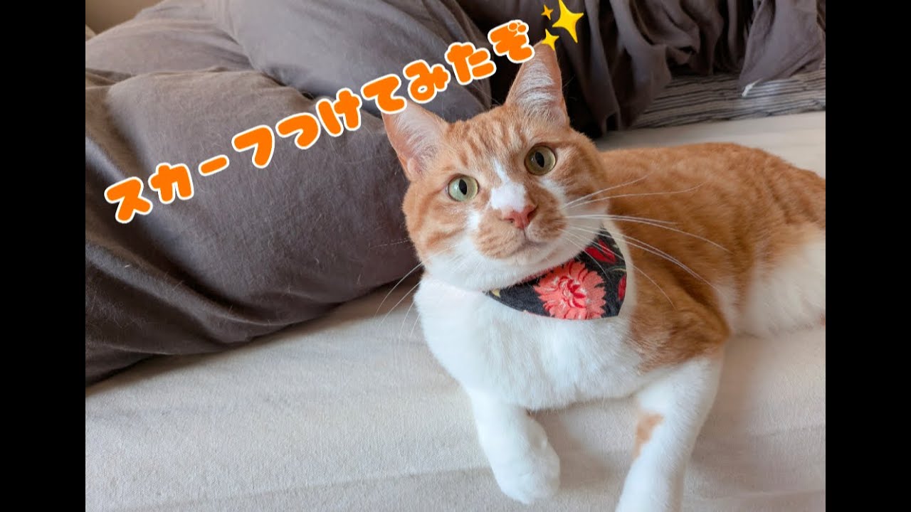 かわいいスカーフ姿を見せて♡　VS　お尻ポンポンのおねだり♡