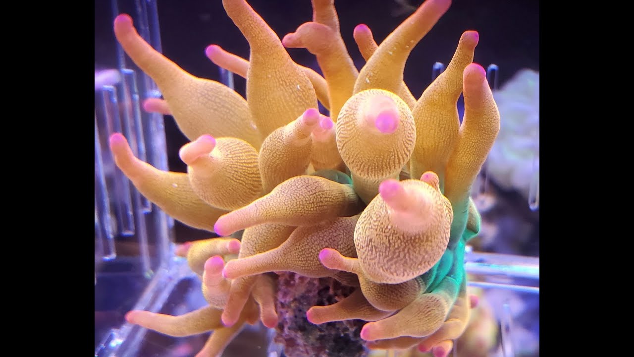 Rainbow anemone splitting and beautiful coral colors - YouTube