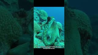Sabias que los pulpos tienen 3 corazones #SabíasQue #Curiosidades #Animales #Pulpo #Shorts