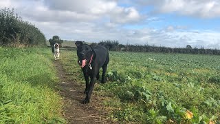 Day of a dog walker with multiple breeds and sizes! by DogTalk 51 views 6 months ago 3 minutes, 5 seconds