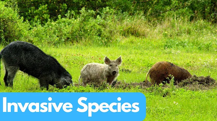 Invasive Species: The Silent Threat to Biodiversity