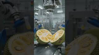 jackfruit packing factory #viral #trending #shorts #youtubeshorts #villagelife #ai #short #youtube