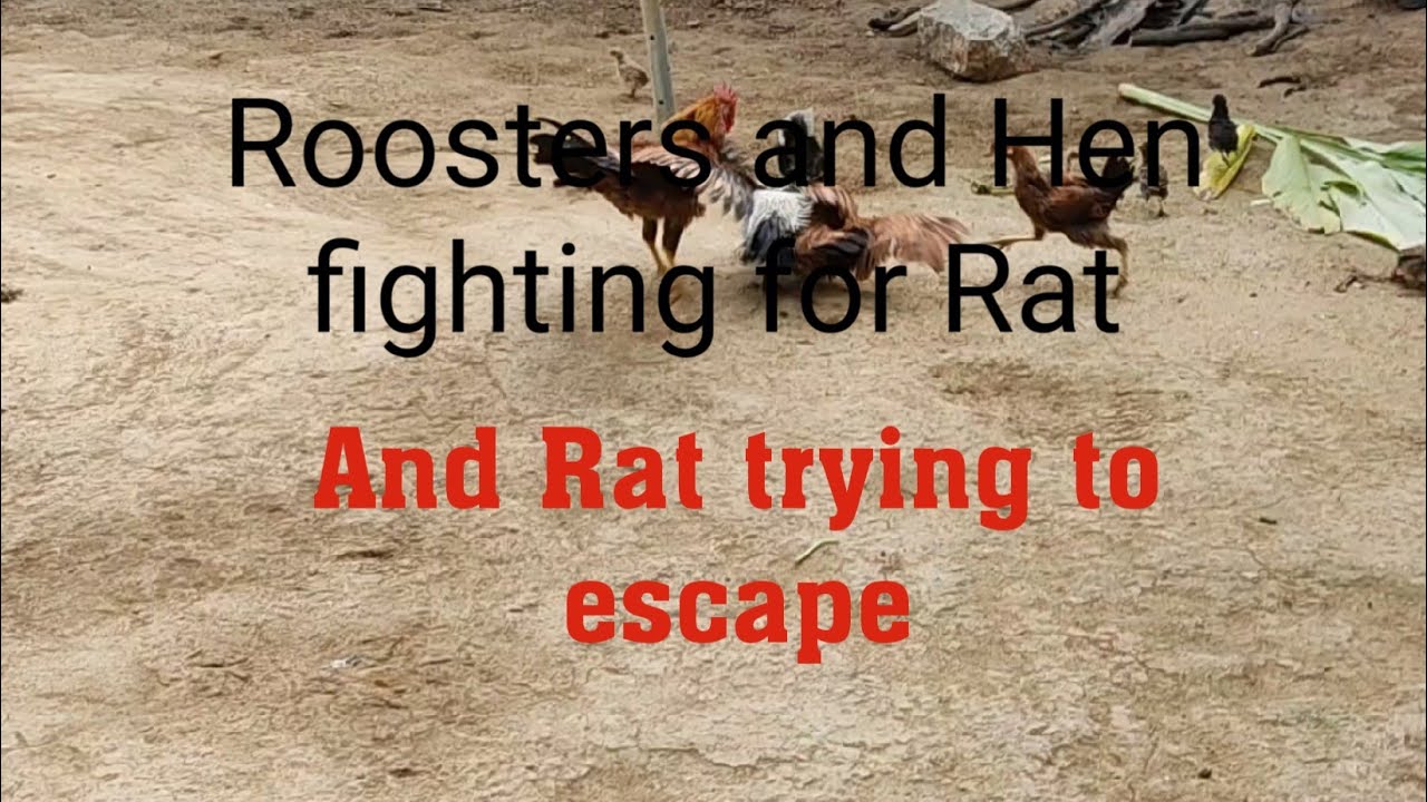Roosters fighting for Rat YouTube