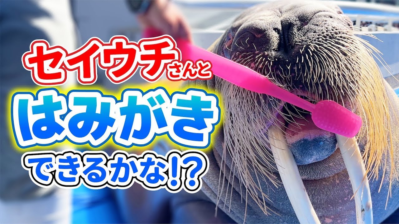 びっくり！セイウチってはみがきするの？【うみたまご】 - YouTube
