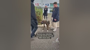 Fear Aggression - Don’t Try This At Home