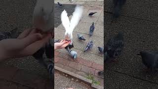 Broken Pigeon Day Out Part 2