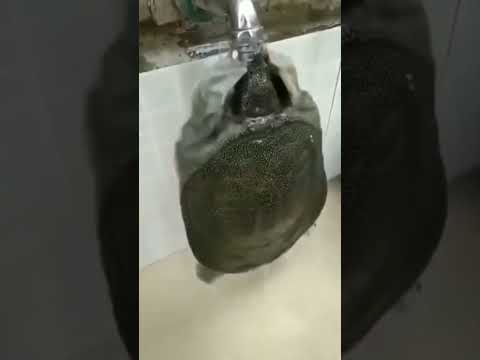 حمله لاک پشت به شیر آب لاک پشت