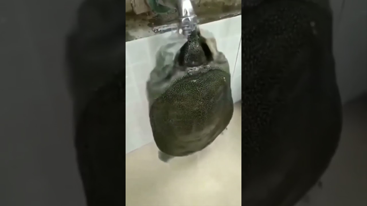 Turtle attacks tap faucet 