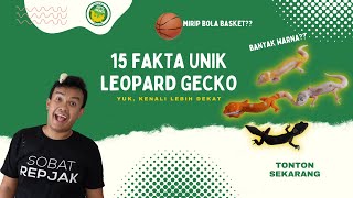 15 FAKTA UNIK LEOPARD GECKO | EUBLEPHARIS MACULARIUS by Repjak 6,596 views 2 years ago 14 minutes, 13 seconds