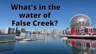 Scuba Diving Cleanup at False Creek | Vancouver, BC