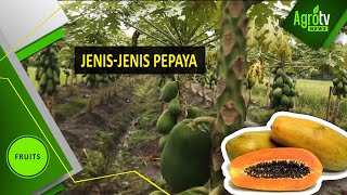 Jenis-jenis Pepaya