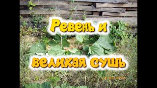 Ревень и великая сушь. Это был безводный год и дождиком приходилось работать самому.