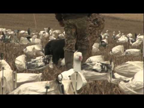 James Creek Outfitters Pa Snow Goose Hunt