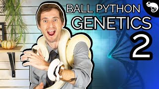 Ball Python Genetics 2: Dominant, Recessive, Codominant, Incomplete Dominant