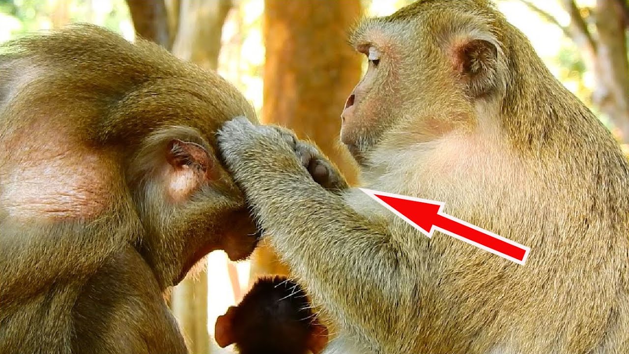 Trillion Sweet !! Big Braina Monkey Come To Offer Best Grooming & Finding For Big Cara Monkey