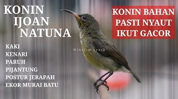 CUKUP SEMENIT KONIN IKUT GACOR • PANCINGAN KOLIBRI NINJA BAHAN •TERAPI KONIN IJOAN GACOR