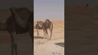 شاهد جمل كيف ينهض وسط الجمال في عمق صحراء الجزائر shortvideo shortsvideo shorts short