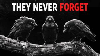 Why Apex Predators Are Still Afraid of Crows