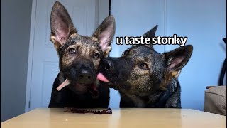 Dog & Puppy Review Foods | Part 5