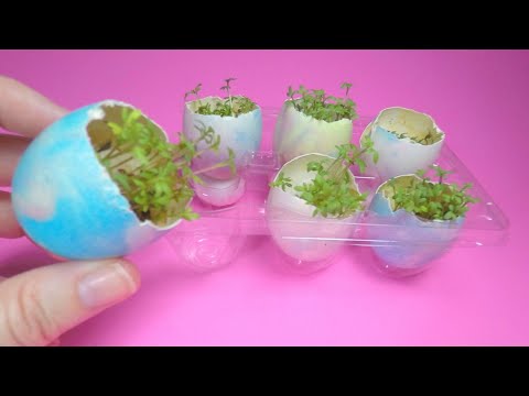 Video: Cress Heads maken met kinderen: hoe een Cress Head Egg te kweken