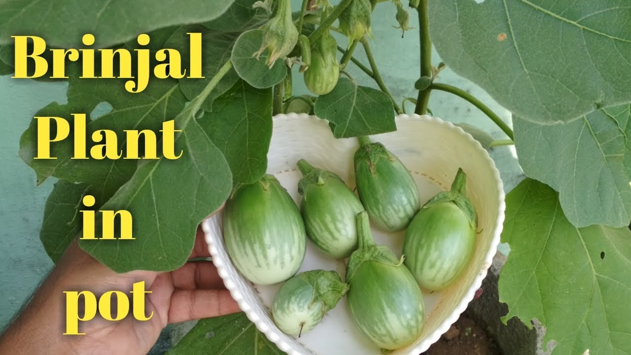 How to grow Brinjal plant in pot. . बैंगन को गमले में कैसे उगाये