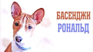 Порода собак басенджи. Basenji Ronald. Порода собак басенджи. Basenji Ronald.