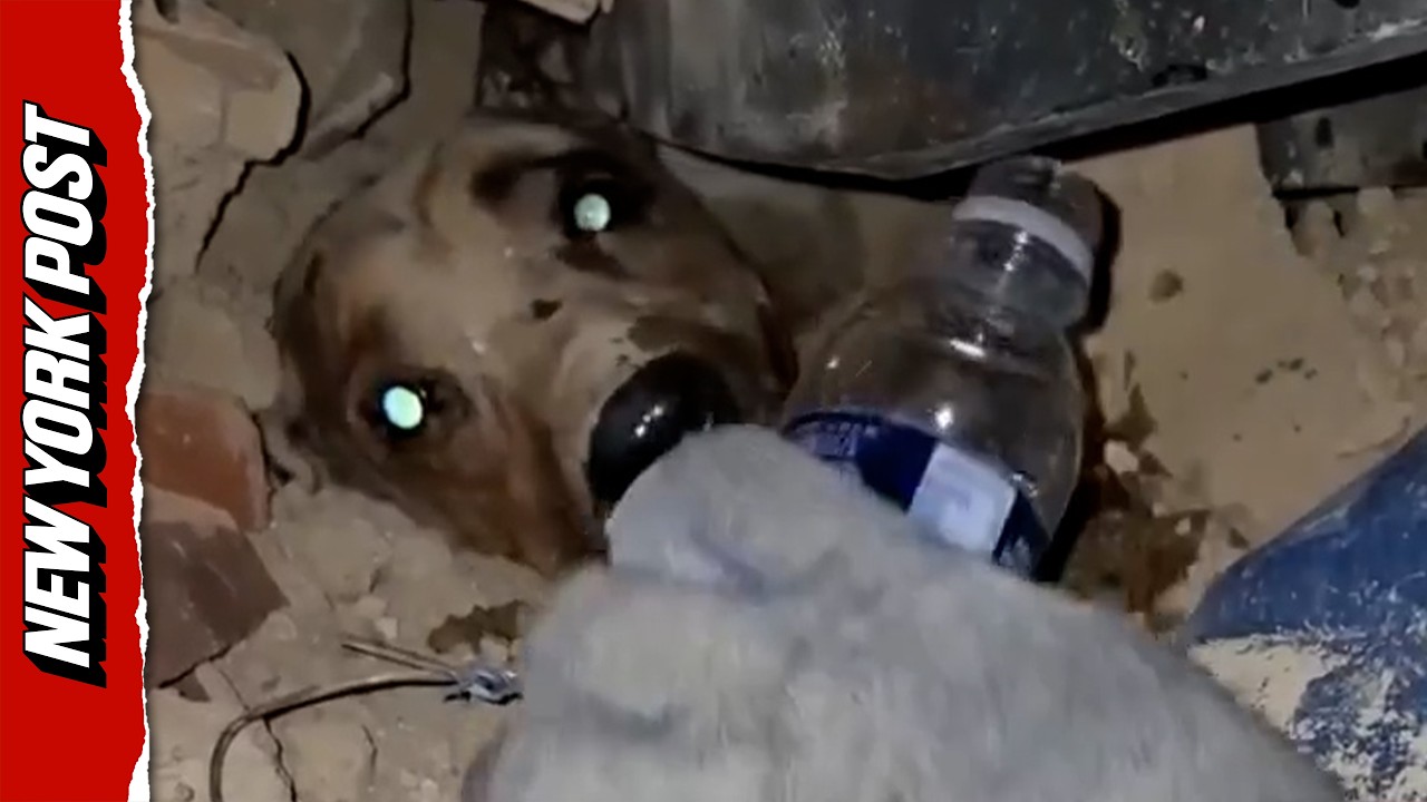 Venezuelan Rescuers Provide Water to Dog Trapped Under Earthquake Debris