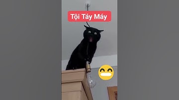 TOP NHỮNG TÌNH HUỐNG HÀI HƯỚC VUI NHỘN