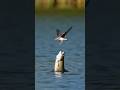 Fish Snatches Bird Midair 🐟🐦 / 공중 사냥 성공 / 水面ジャンプ捕獲