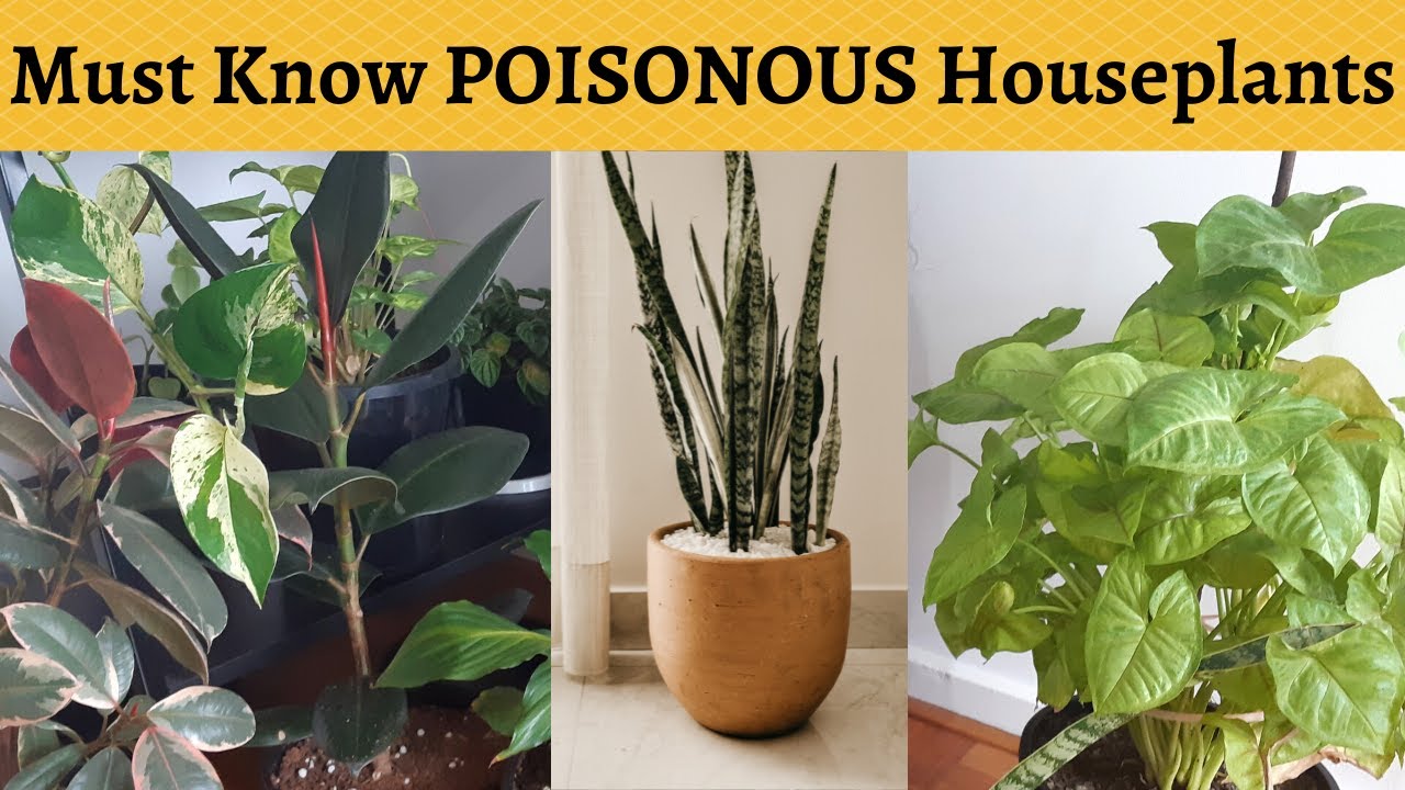 10 Poisonous Indoor Plants Your Children and Pets Should Avoid