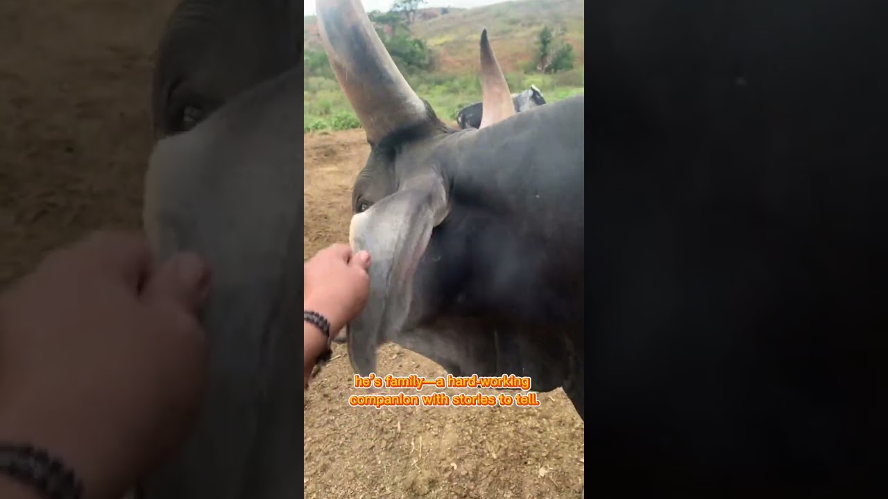 My 14-Year-Old Ox: A Gift Worth Its Weight in Gold"