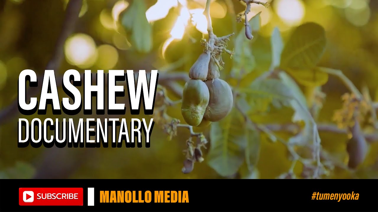 Still from WHY TANZANIA CASHEWS ARE TAKING OVER THE GLOBAL MARKET?