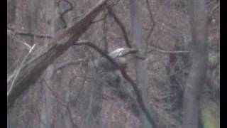 Carpathian wildlife - Ural owl (Strix uralensis)(This unique video was recorded in the largest virgin beech forest of Europe the Uholsko-Shirokoluzhanskyi massif. It is located just in the middle of the ..., 2010-05-03T13:35:08.000Z)