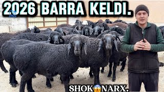 😱 2.500ming.TOXLI QOCHQOR SOVLIQ BARRA LAR KELDI ULGIRIB QOLING 🔥SHOK😱NARX.