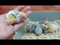 Yeni Muhabbet Kuşu Yavruları | Yavru Bakımında Bilmeniz Gereken 10 Durum